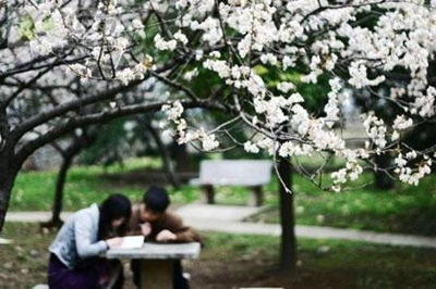 Cherry Blossom in WuHan University*（樱花虽美，国耻勿忘）
