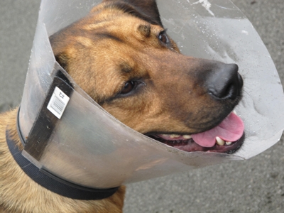 dog with cone on head after injury